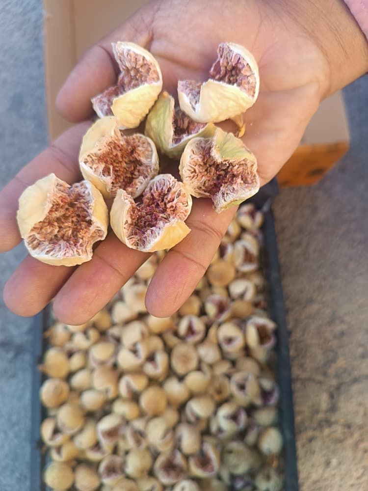 تصویر 1 از خرید انجیر مستقیم از شرکت + ارسال فوری